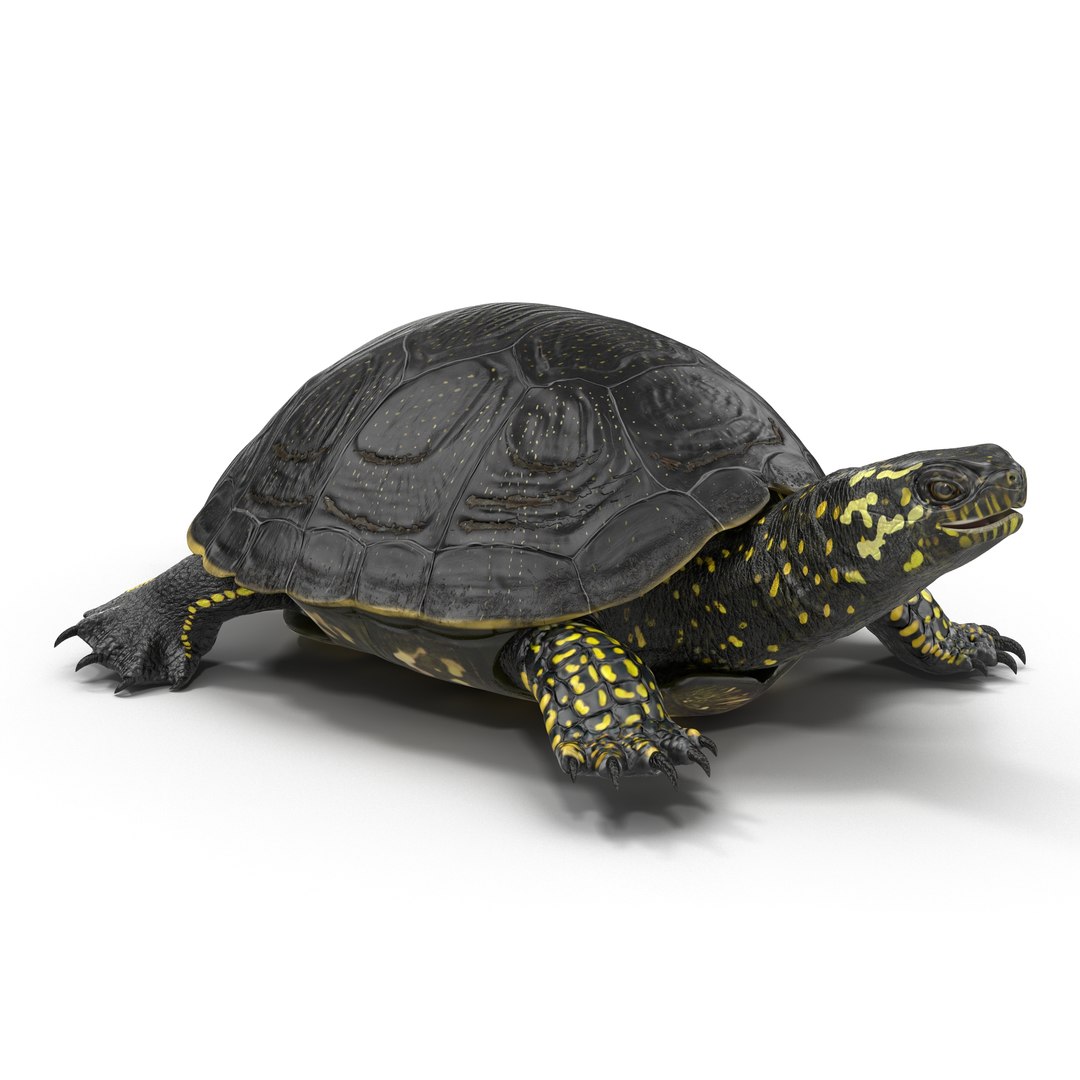 3D model Turtles Rigged for Maya Collection 3 https://p.turbosquid.com/ts-thumb/RO/im1xmq/D8qVwQce/europeanpondturtleriggedmaya3dmodel01/jpg/1790212769/1920x1080/fit_q87/6477eecb2aad700f1320cf2f3202fa6ebdda9c0c/europeanpondturtleriggedmaya3dmodel01.jpg