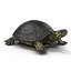 Turtles Rigged for Maya Collection 3
