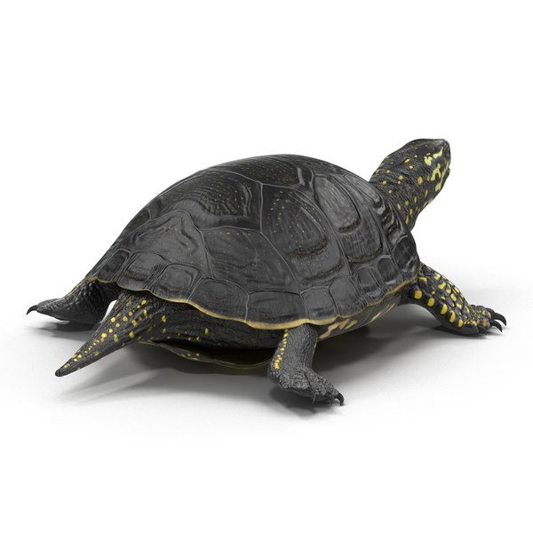 european pond turtle rigged 3d model