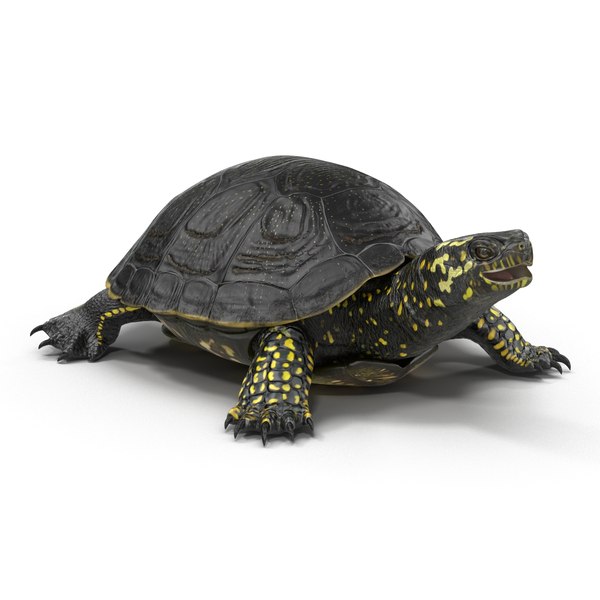 european pond turtle rigged 3d model