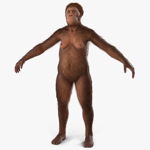 Life-Size Model of Prehistoric Hominin Female Fur 3D model