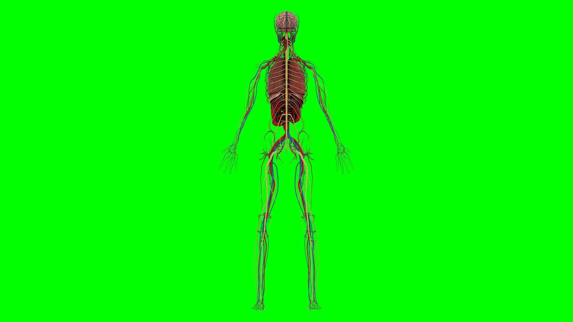Human Anatomy 3D Model Biology Diagrams