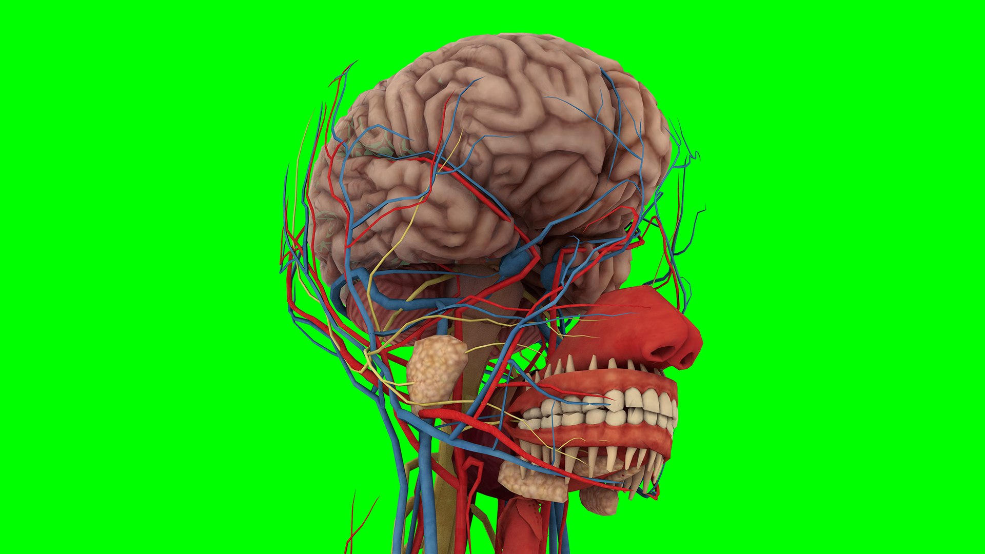 Human Anatomy 3D Model Biology Diagrams