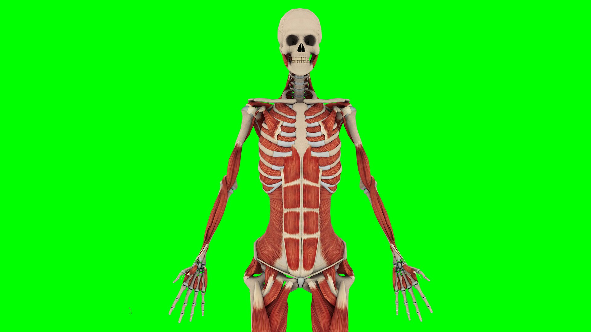 Human Anatomy 3D Model Biology Diagrams