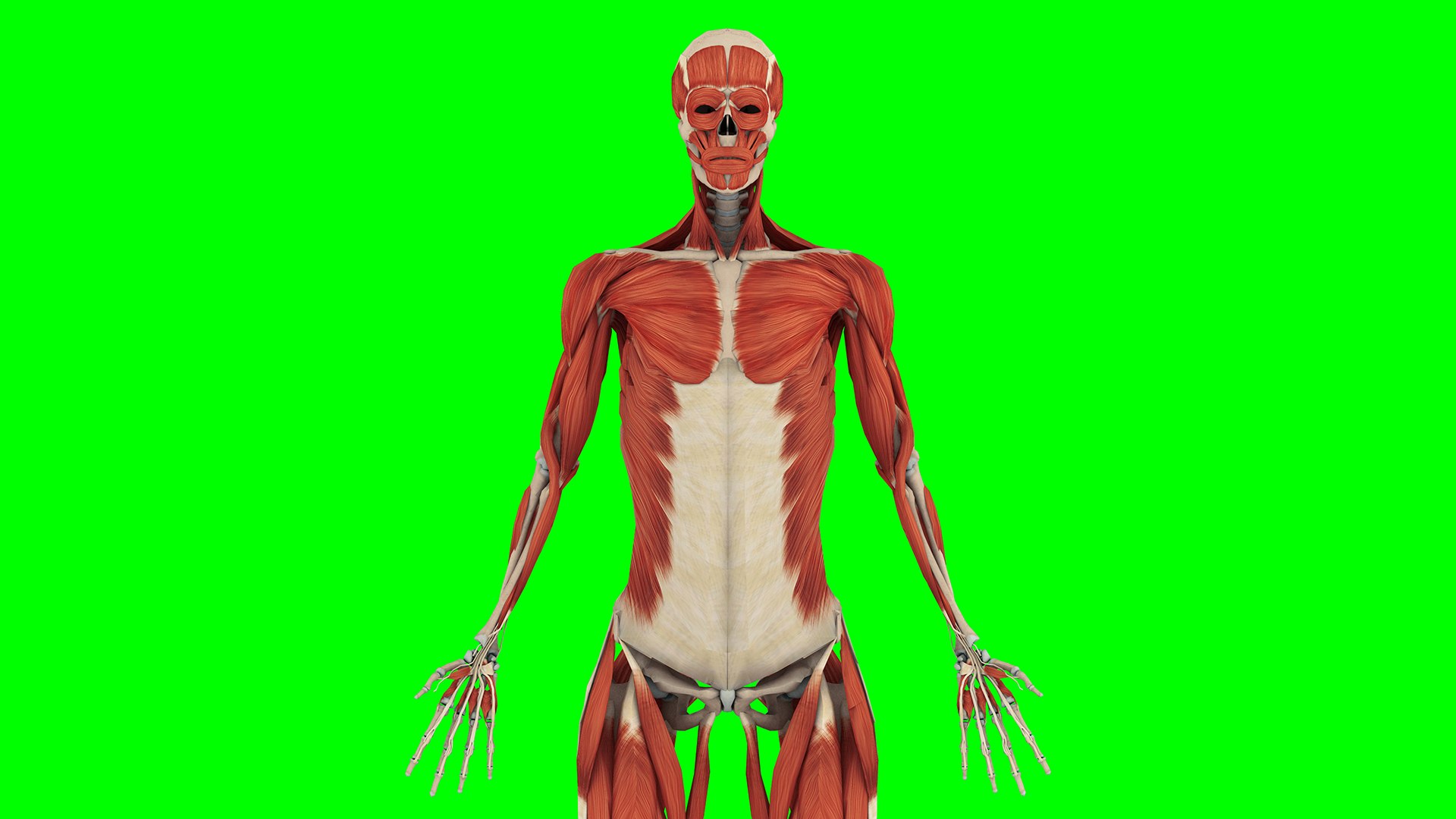 Human Anatomy 3D Model Biology Diagrams