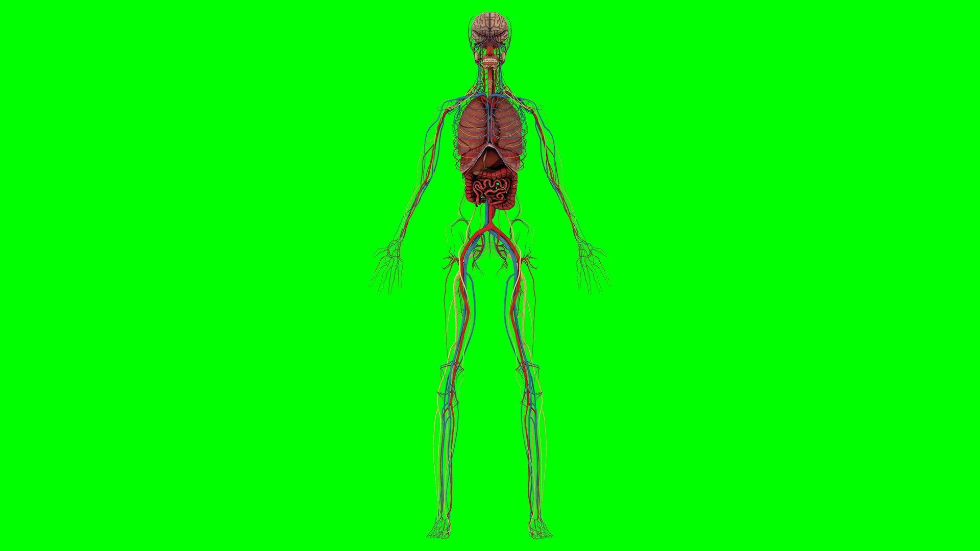 Human Anatomy 3D Model Biology Diagrams