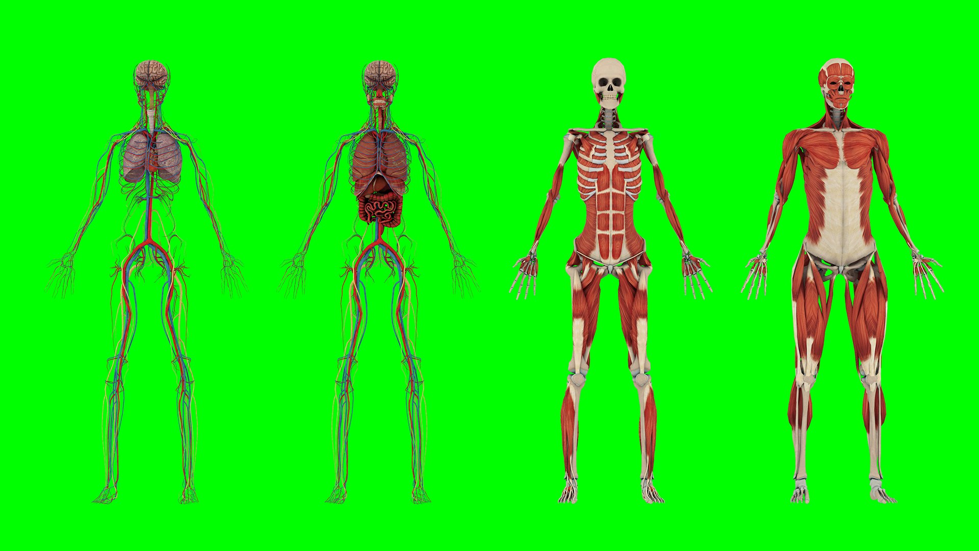 Human Anatomy 3D Model Biology Diagrams