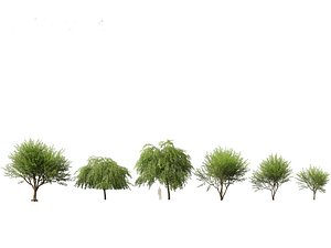 3D model HighPoly - LowPoly -Prosopis chilensis - Chilean mesquite