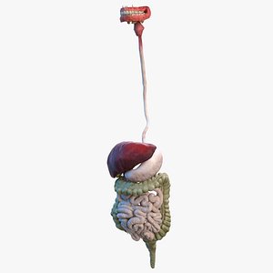 Female Digestive System Anatomy