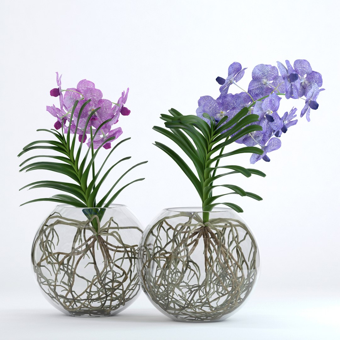 realistic vanda flowers 3D https://p.turbosquid.com/ts-thumb/RP/25beEp/CqTCUCRg/3/jpg/1509623816/1920x1080/fit_q87/b1b95eda32765540afda554f2992b10d585b5a47/3.jpg