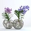 Double vanda