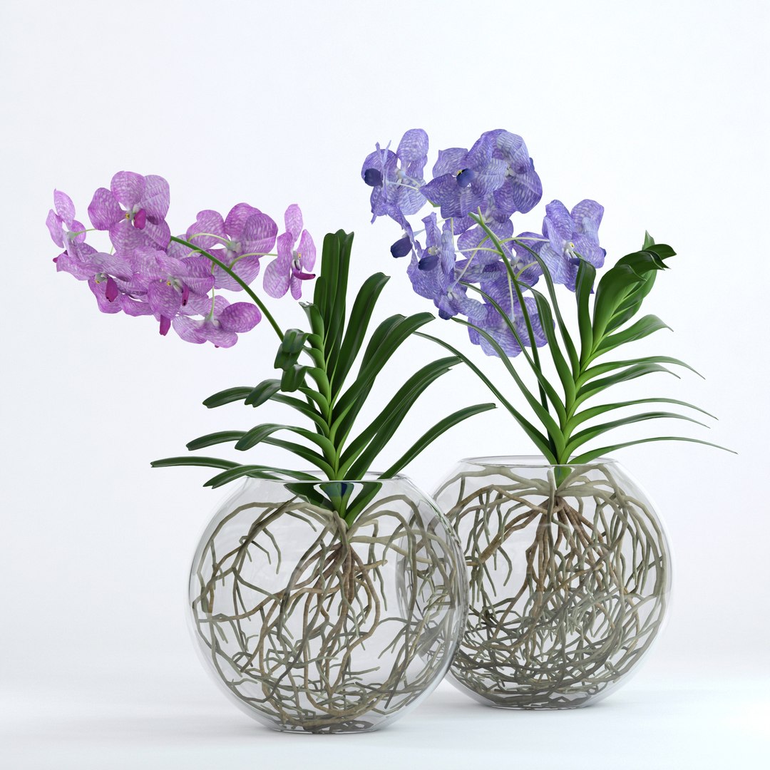 realistic vanda flowers 3D https://p.turbosquid.com/ts-thumb/RP/25beEp/GqyZIT1g/4/jpg/1509623835/1920x1080/fit_q87/f78b02a0d70cce2cae8566b145eb7e0e91c60569/4.jpg