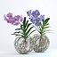 Double vanda