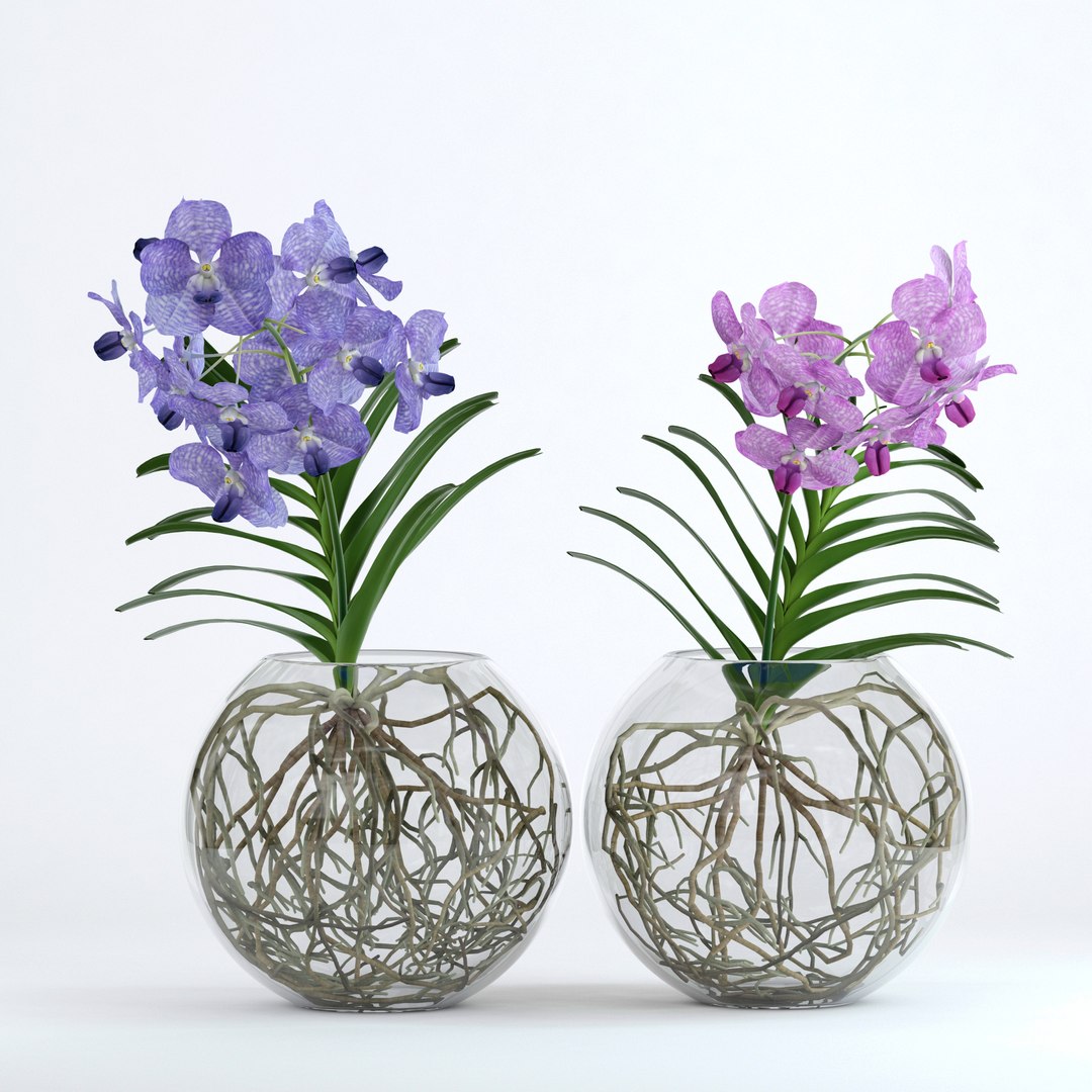 realistic vanda flowers 3D https://p.turbosquid.com/ts-thumb/RP/25beEp/MD8ZeiKy/6/jpg/1509699024/1920x1080/fit_q87/8db857b58c2dc388e4eedb0c046ef745fbffde93/6.jpg