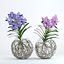Double vanda