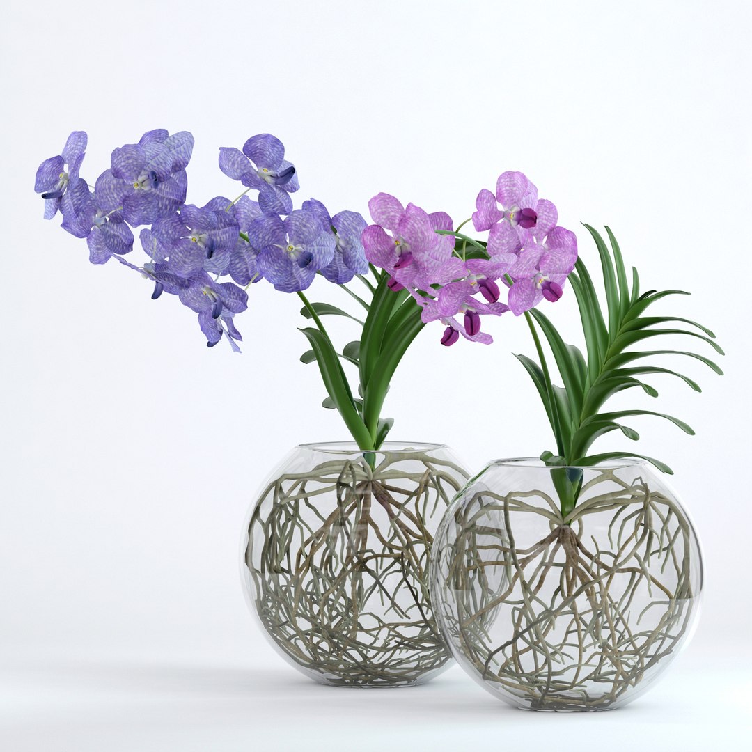 realistic vanda flowers 3D https://p.turbosquid.com/ts-thumb/RP/25beEp/NjLv42Vn/5/jpg/1509699007/1920x1080/fit_q87/e44e9af14451d02f50f368d5e90a5720aa533583/5.jpg