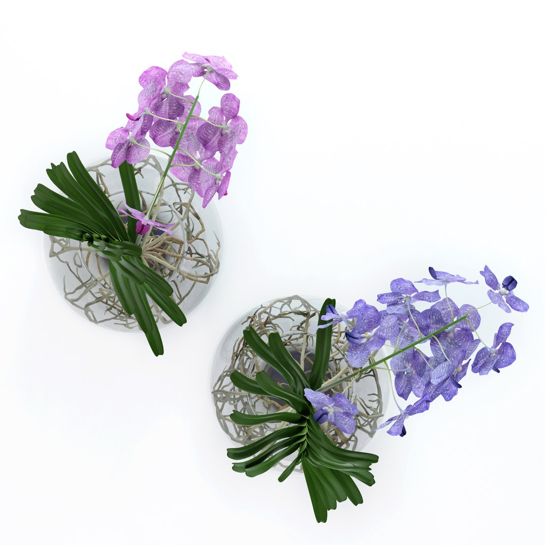 realistic vanda flowers 3D https://p.turbosquid.com/ts-thumb/RP/25beEp/dFHliG8N/top2/jpg/1509699040/1920x1080/fit_q87/740b0f8a0764332c4439395e118690b89ee33e63/top2.jpg