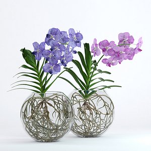 realistic vanda flowers 3D