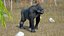 Western Gorilla Rigged
