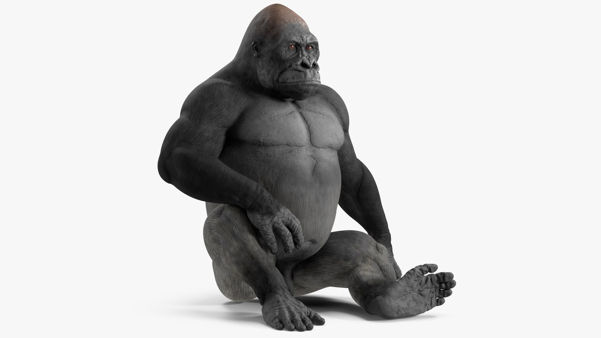 3D Western Gorilla Rigged model https://p.turbosquid.com/ts-thumb/RP/58qBy4/Po/westerngorillariggedvray3dmodel017/jpg/1709196934/1920x1080/fit_q87/6168a10218580f678794d134466fb22d0641f8df/westerngorillariggedvray3dmodel017.jpg