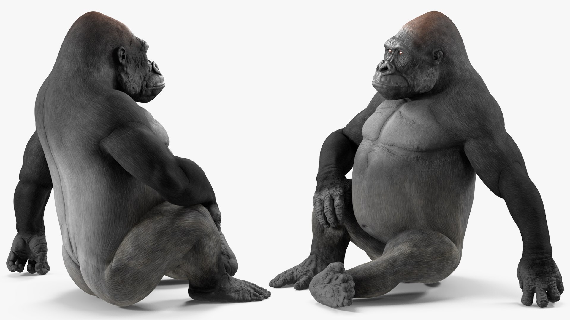 3D Western Gorilla Rigged model https://p.turbosquid.com/ts-thumb/RP/58qBy4/bK/westerngorillariggedvray3dmodel019/jpg/1709196942/1920x1080/fit_q87/b9f155066c66d57e83210c0ee2acf34537eedd92/westerngorillariggedvray3dmodel019.jpg