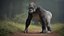 Western Gorilla Rigged