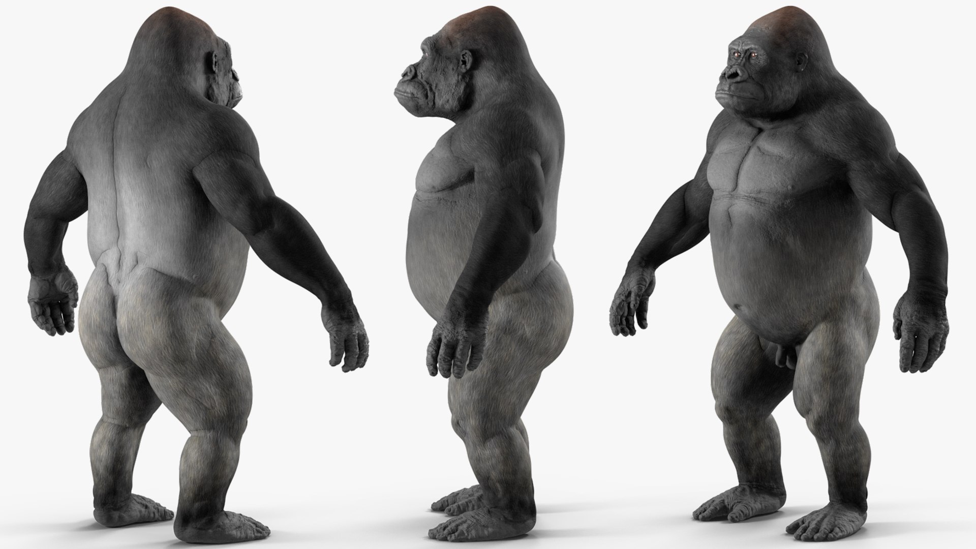 3D Western Gorilla Rigged model https://p.turbosquid.com/ts-thumb/RP/58qBy4/wH/westerngorillariggedvray3dmodel015/jpg/1709196925/1920x1080/fit_q87/f37ccf6417533fa8df87ee80e4cce63b6ff8e11d/westerngorillariggedvray3dmodel015.jpg