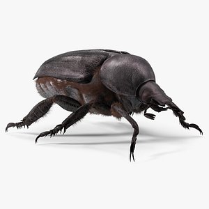 3D Scarab Beetle Black Fur