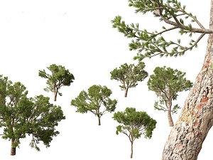 HighpolyLow Poly - Pinus halepensis - the Aleppo pine