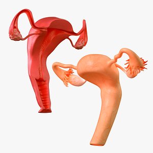 Female Reproductive System with Section