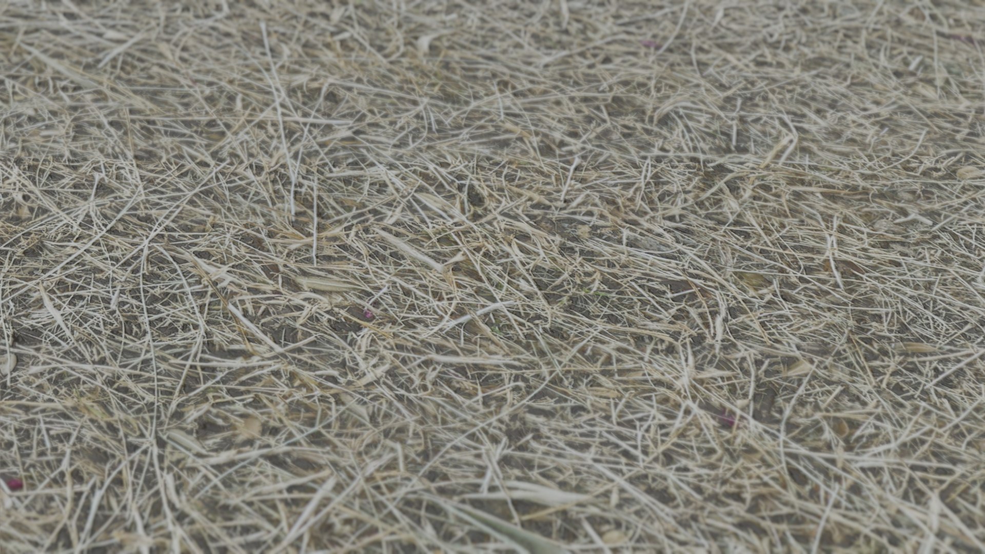 3D Dry Grass https://p.turbosquid.com/ts-thumb/RP/L3rn7o/lt/5/png/1643077078/1920x1080/fit_q87/7098aac7fbcf933dc398e2206c9514ec73e8261b/5.jpg