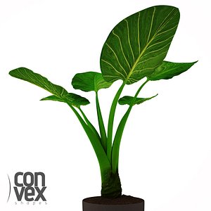 Potted Plants 20