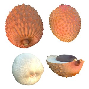 Lychee fruit set 3D model