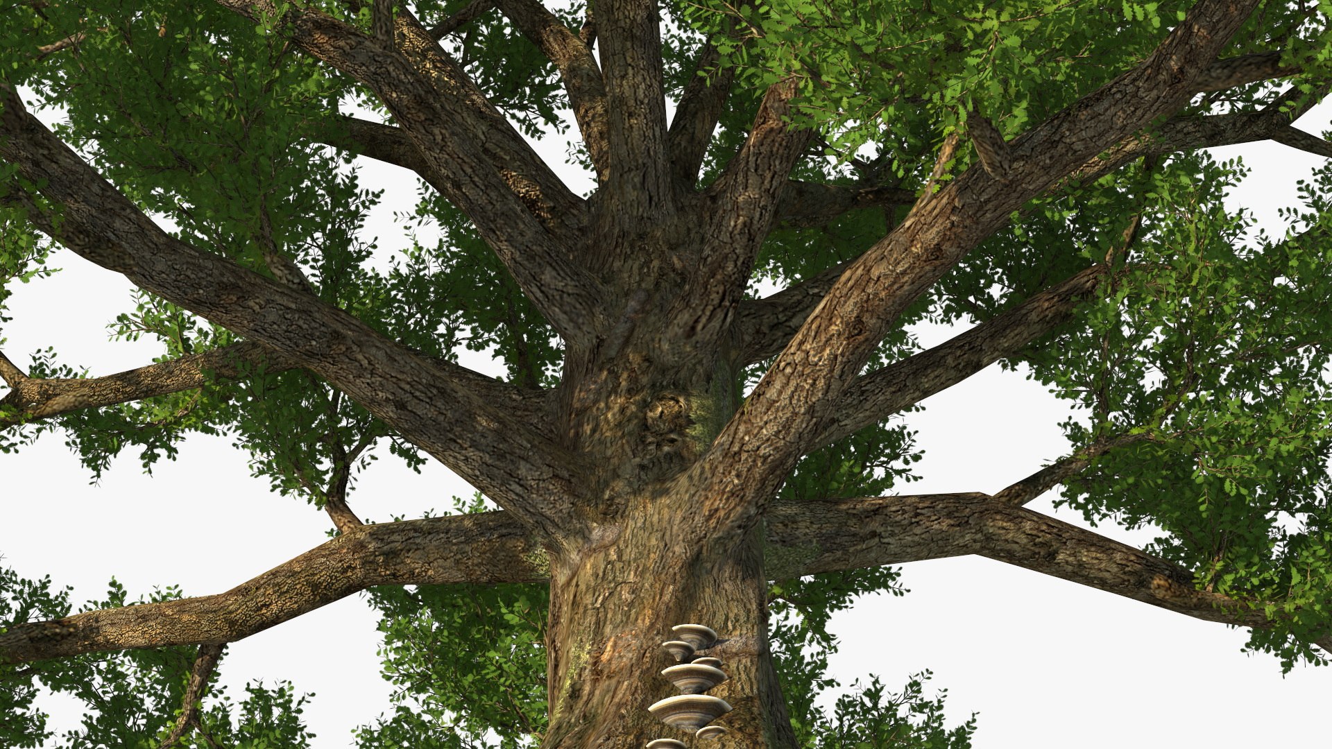 Realistic Oak Tree 3D https://p.turbosquid.com/ts-thumb/RP/xc1rBH/0I/realisticoaktree3dsmodel016/jpg/1711023698/1920x1080/fit_q87/9e7d0ebebd5c22484c647cc94cc79fdce971e552/realisticoaktree3dsmodel016.jpg