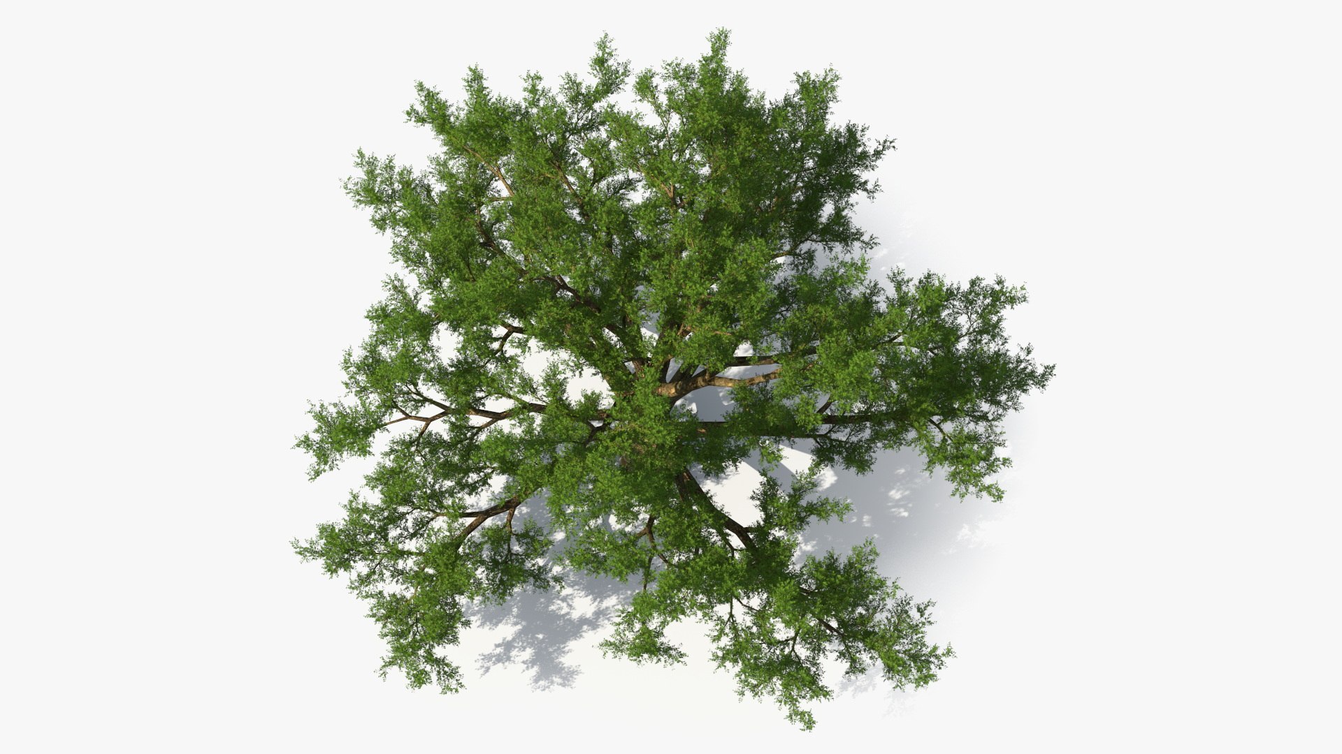 Realistic Oak Tree 3D https://p.turbosquid.com/ts-thumb/RP/xc1rBH/Ap/realisticoaktree3dsmodel013/jpg/1711023682/1920x1080/fit_q87/d6eae8c2740b0e98c6d6c0559255d5b87b6d5e4d/realisticoaktree3dsmodel013.jpg