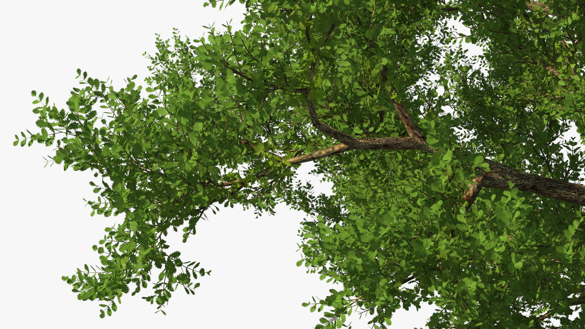Realistic Oak Tree 3D https://p.turbosquid.com/ts-thumb/RP/xc1rBH/C0/realisticoaktree3dsmodel018/jpg/1711023708/1920x1080/fit_q87/0ab771fb0e0296d22e4d8a4ea6ab26609f0fd09b/realisticoaktree3dsmodel018.jpg