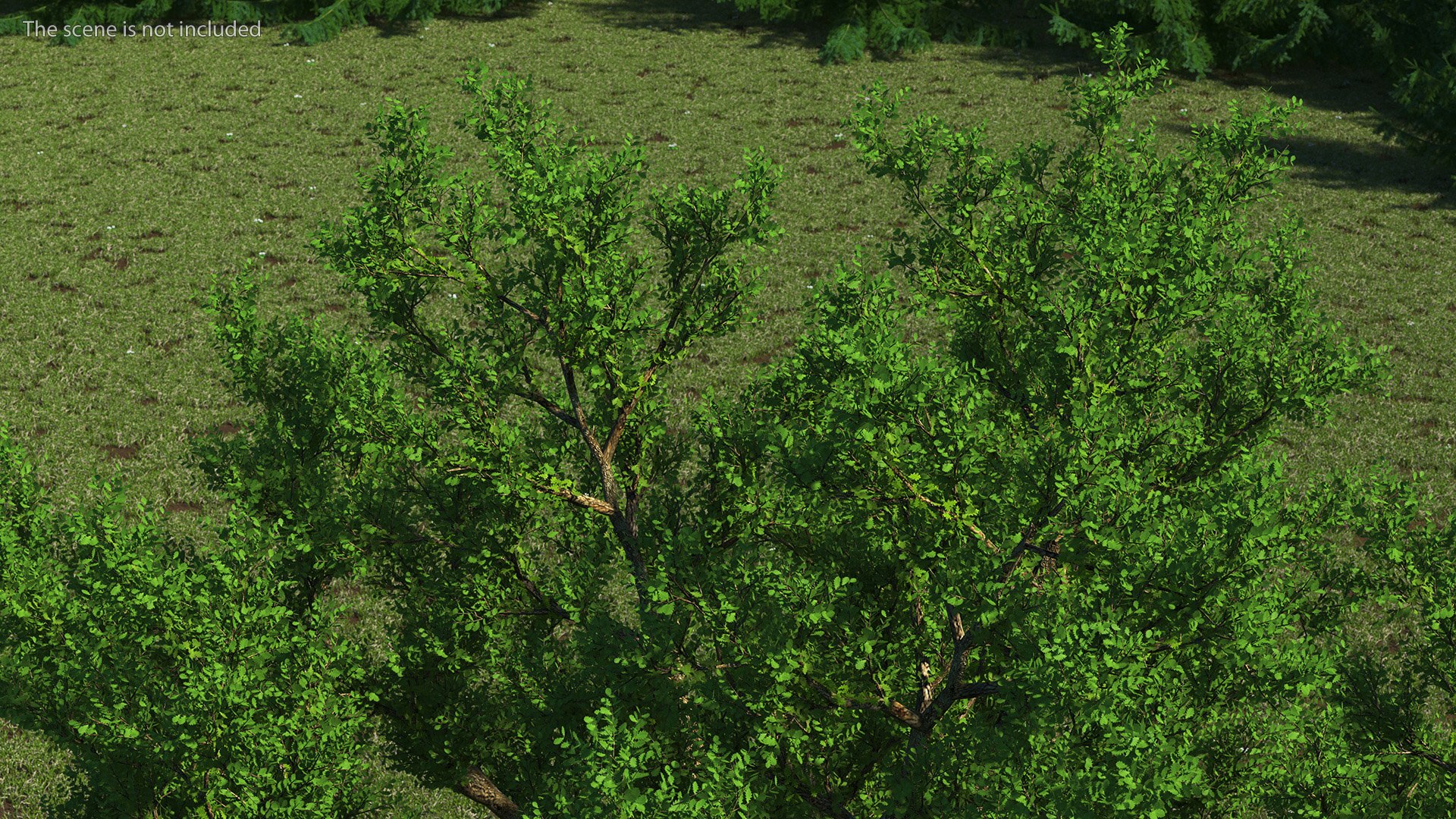 Realistic Oak Tree 3D https://p.turbosquid.com/ts-thumb/RP/xc1rBH/H5/realisticoaktree3dsmodel004/jpg/1711023626/1920x1080/fit_q87/131e87602d2318126a6ba16494a77492160dd5b9/realisticoaktree3dsmodel004.jpg
