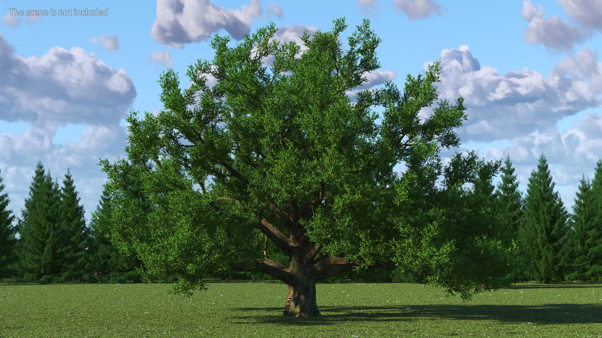 Realistic Oak Tree 3D https://p.turbosquid.com/ts-thumb/RP/xc1rBH/M7/realisticoaktree3dsmodel002/jpg/1711023615/1920x1080/fit_q87/f4c8dbd8e494c16269dc2d18dc15203c20962d85/realisticoaktree3dsmodel002.jpg
