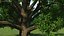 Wide Canopy Oak Tree