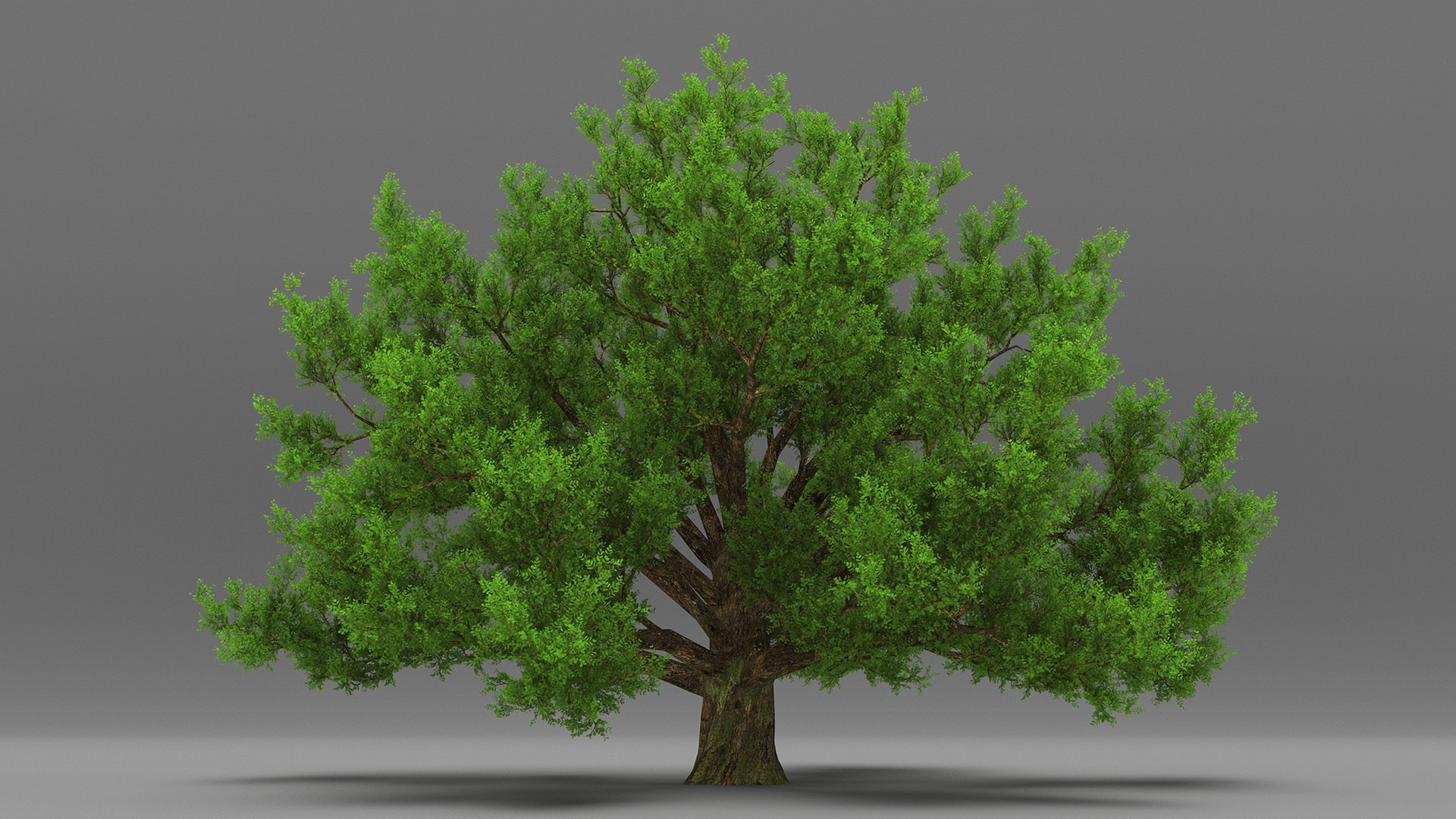 Realistic Oak Tree 3D https://p.turbosquid.com/ts-thumb/RP/xc1rBH/O2/realisticoaktree3dsmodel008/jpg/1711023651/1920x1080/fit_q87/c1a446c1908f92454925606146d401097c52d08e/realisticoaktree3dsmodel008.jpg