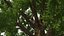 Wide Canopy Oak Tree