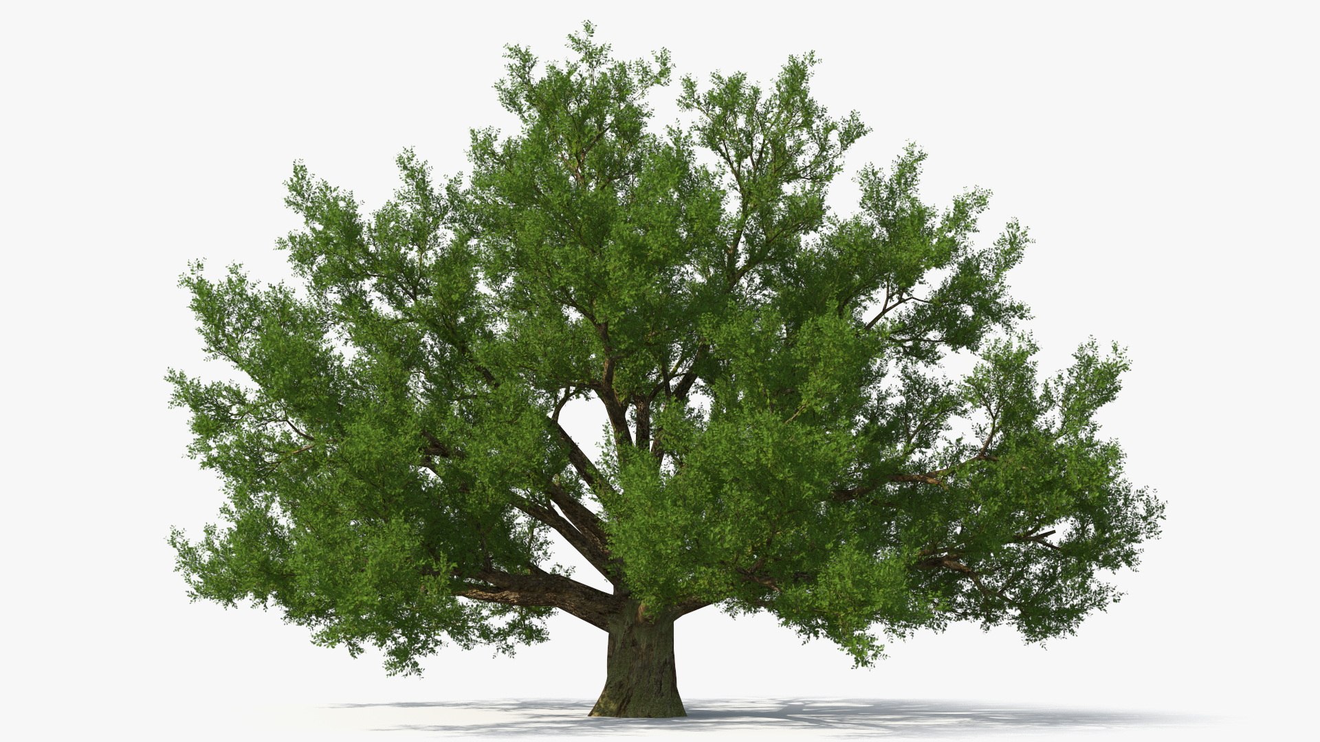 Realistic Oak Tree 3D https://p.turbosquid.com/ts-thumb/RP/xc1rBH/Xv/realisticoaktree3dsmodel010/jpg/1711023664/1920x1080/fit_q87/aa245af16c985f9bf989f0b5c9138ee3ddb32889/realisticoaktree3dsmodel010.jpg