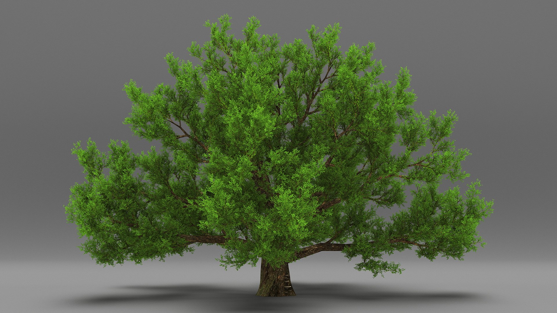Realistic Oak Tree 3D https://p.turbosquid.com/ts-thumb/RP/xc1rBH/hx/realisticoaktree3dsmodel009/jpg/1711023657/1920x1080/fit_q87/7a15c69afe29faf41333fea6a6287ba37525891f/realisticoaktree3dsmodel009.jpg