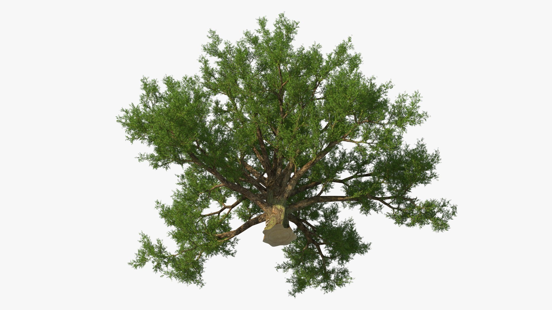 Realistic Oak Tree 3D https://p.turbosquid.com/ts-thumb/RP/xc1rBH/pN/realisticoaktree3dsmodel014/jpg/1711023687/1920x1080/fit_q87/35006514ed63256ecfef831e92a5492392584dca/realisticoaktree3dsmodel014.jpg