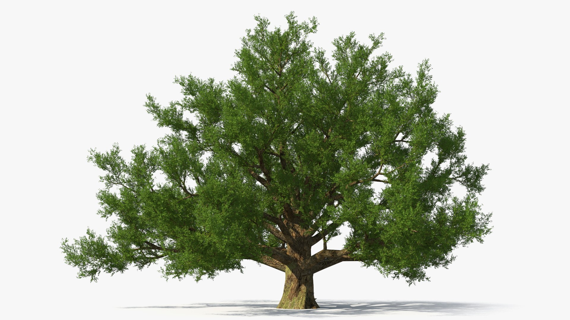 Realistic Oak Tree 3D https://p.turbosquid.com/ts-thumb/RP/xc1rBH/vY/realisticoaktree3dsmodel011/jpg/1711023670/1920x1080/fit_q87/7bd0eb626cfc7260ed643743d21f6ce8169d4295/realisticoaktree3dsmodel011.jpg