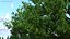 Wide Canopy Oak Tree
