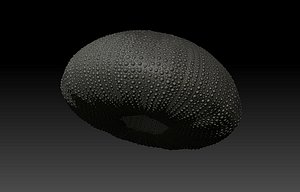 c4d test tripneustes gratilla sea urchin