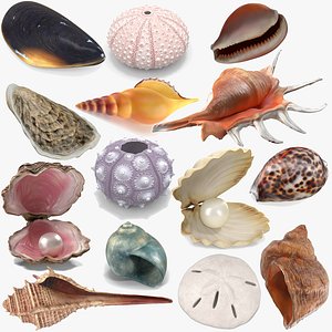 Sea Shells Collection 9 3D model