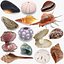 Sea Shells Collection 9 3D model