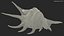 Sea Shells Collection 9 3D model